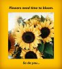 sunflower.jpg