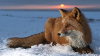 IceFox