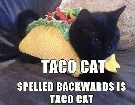 tacocat.jpg